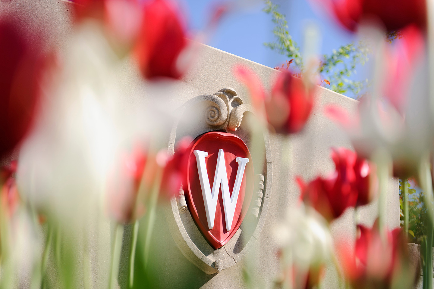 UW Crest viewed between spring flowers