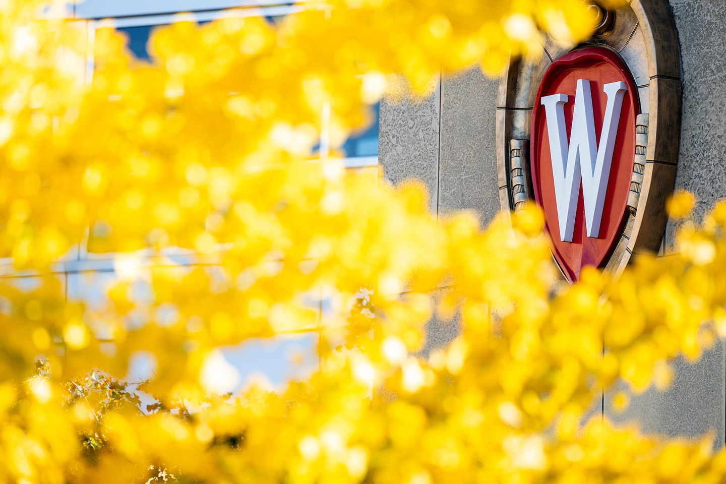 The UW Crest on the side of the Health Sciences Learning Center (HSLC) is framed by leaves from a yellow tree on a sunny autumn afternoon at the University of Wisconsin–Madison on Nov. 1, 2024. (Photo by Jeff Miller / UW–Madison)