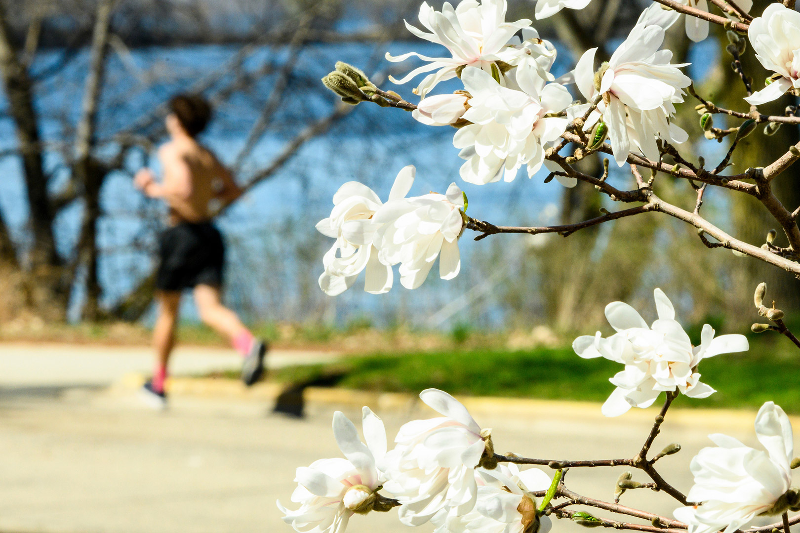 Flowering magnolia trees brighten the landscape along the Howard Temin lakeshore path near Bradley Residence Hall at the University of Wisconsin-Madison.