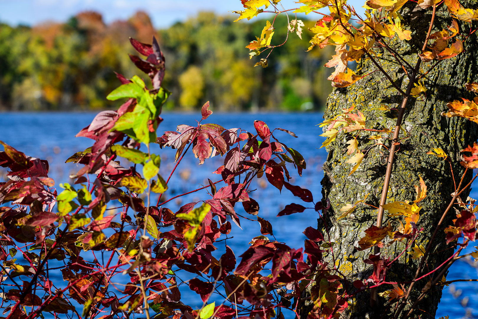 The shoreline of Lake Mendota shows off its colorful fall foliage in the University Bay Marsh area on an autumn day.