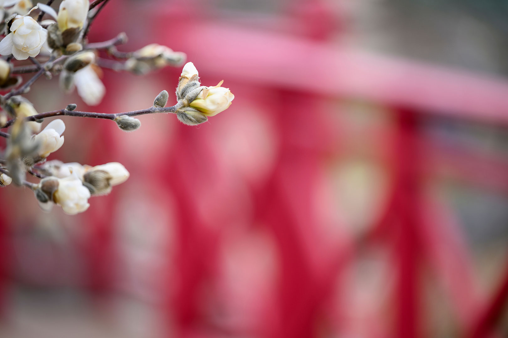 Blossoms of a magnolia tree is seen in front of a red bridge in Allen Centennial Garden at the University of Wisconsin–Madison.