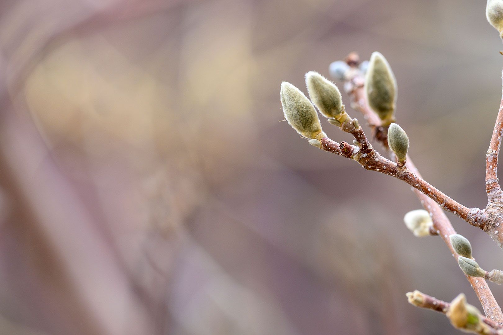 A magnolia tree beginning to bud our with out of focus background.