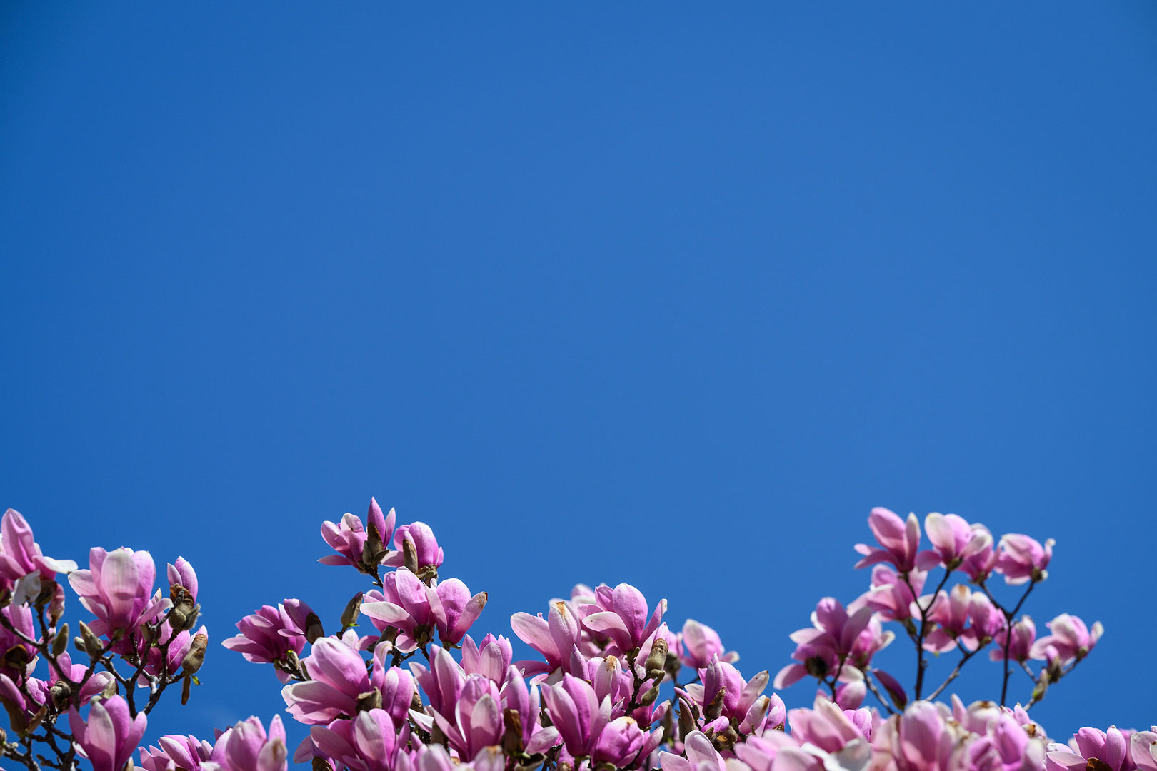 A pink saucer magnolia tree blossoms against a cloudless blue sky.