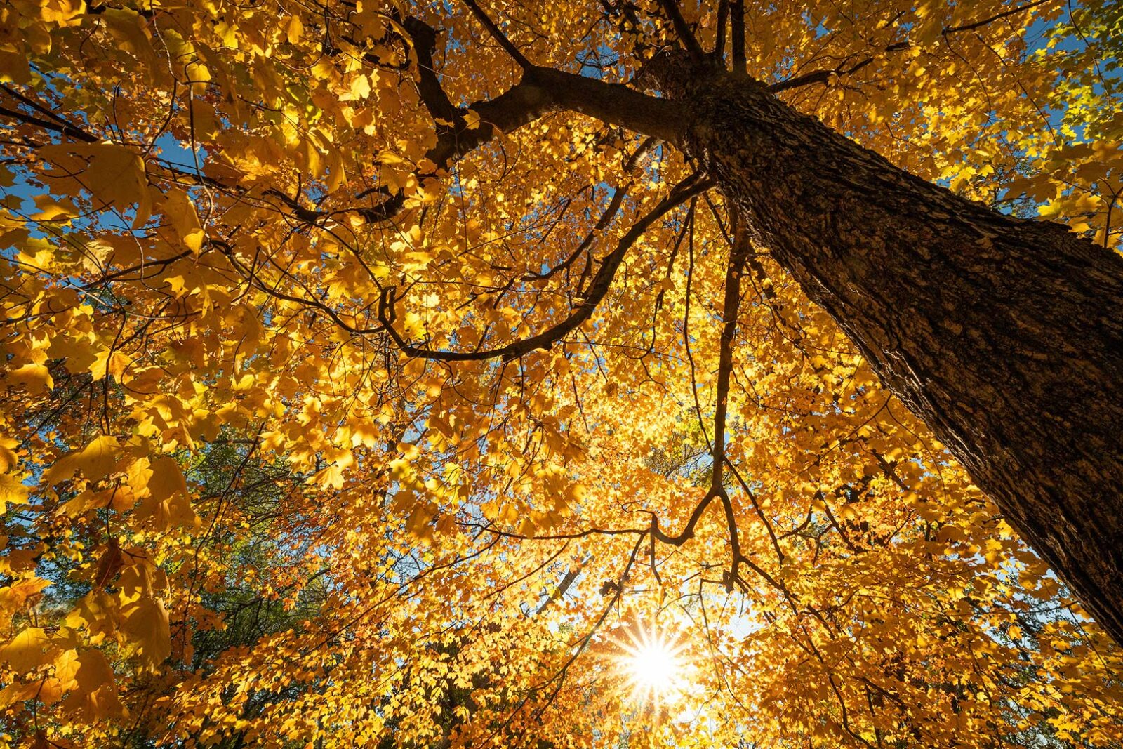 Sunlight highlights yellow golden leaves on a tree taken from a perspective of looking up from the trunk.